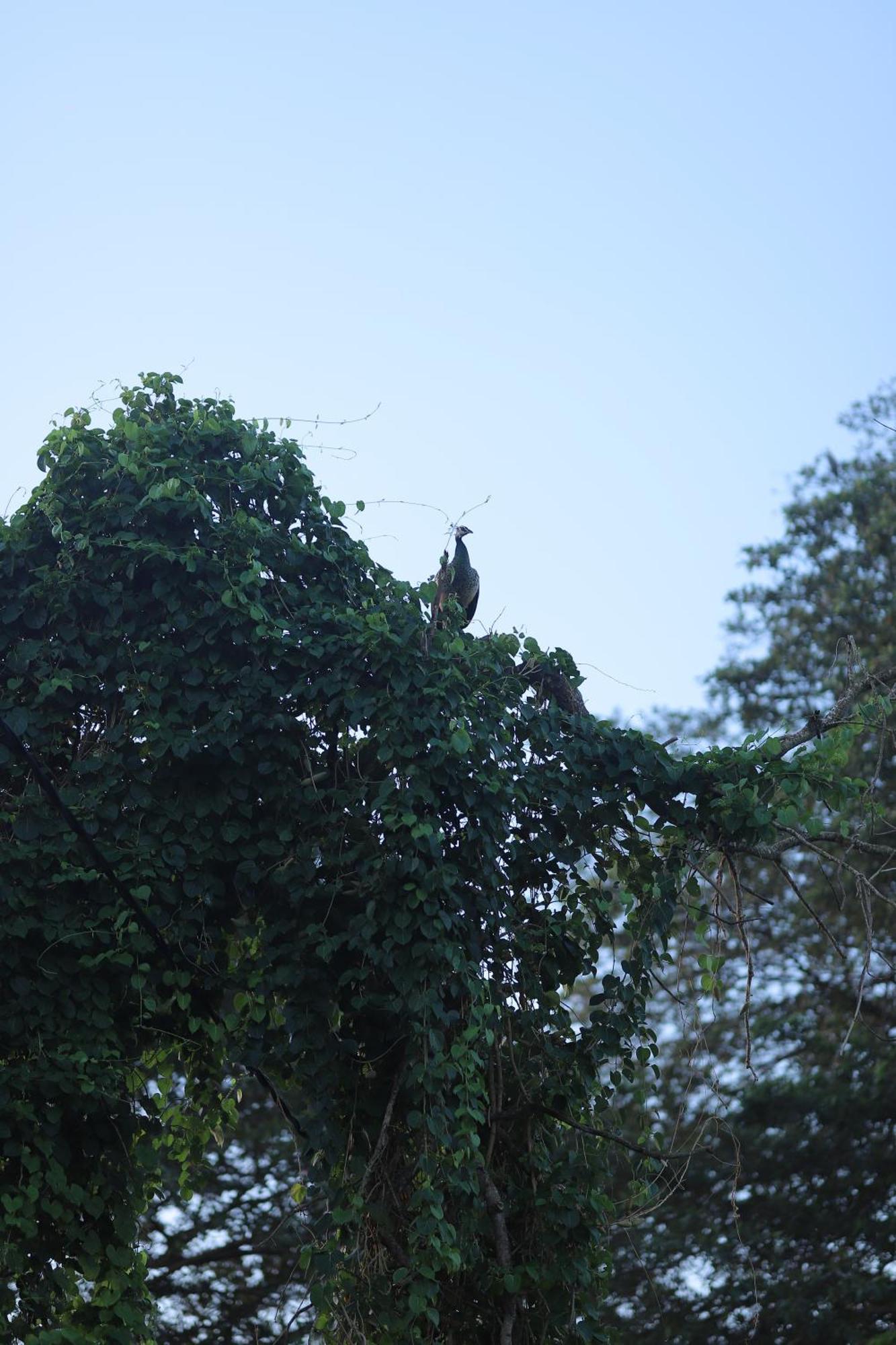 Birdsong Leisure Resort Tissamaharama Bagian luar foto
